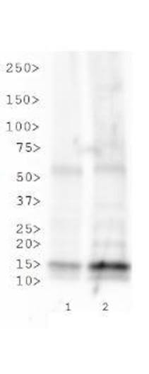 Histone H3 [ac Lys23] Western Blot