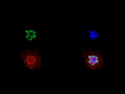 Histone H3 [p Ser28, Trimethyl Lys27] Immunofluorescence Blot