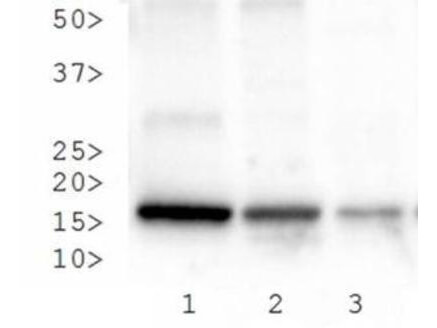 Histone H3 [p Ser28, Trimethyl Lys27] Western Blot