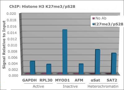 Histone H3 [p Ser28, Trimethyl Lys27] ChIP
