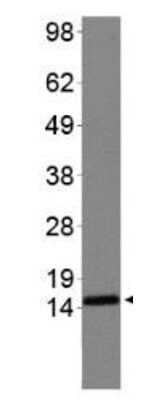 Histone H3 [Sym-dimethyl Arg2, Dimethyl Lys4] Western Blot