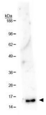 Histone H3 [Monomethyl Lys36] Western Blot
