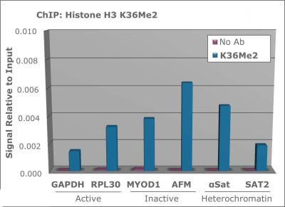 Histone H3 [Dimethyl Lys36] ChIP