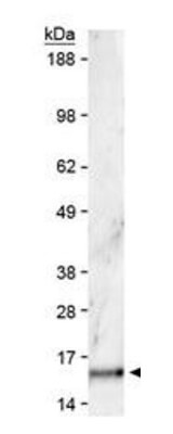 Histone H3 [Dimethyl Lys36] Western Blot