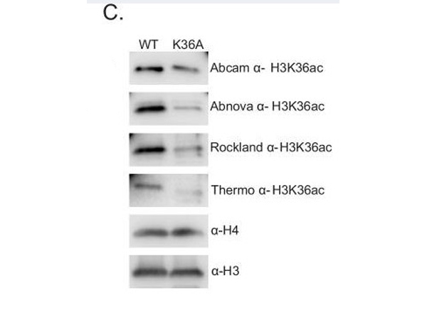 Western Blot using H3acK36