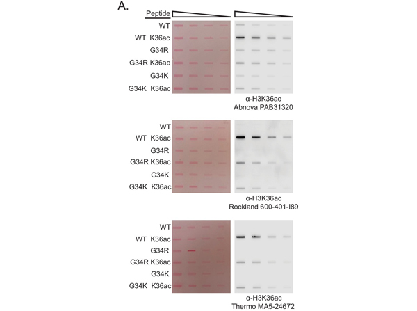 Western Blot using H3acK36