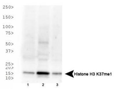 Histone H3 [Monomethyl Lys37] Western Blot