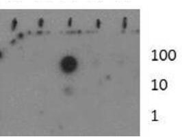 Histone H3 [Monomethyl Lys37] Dot Blot