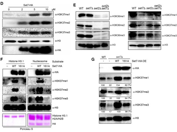 Western Blot using H3meK37
