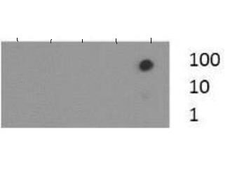 Histone H3 [Trimethyl Lys37] Dot Blot