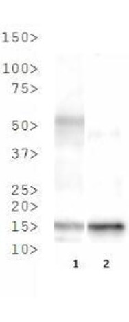 Histone H3 [Trimethyl Lys37] Western Blot
