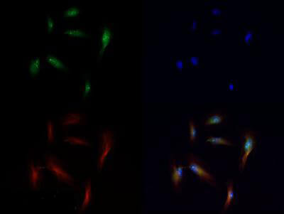 Histone H3 [Monomethyl Lys56] Immunofluorescence