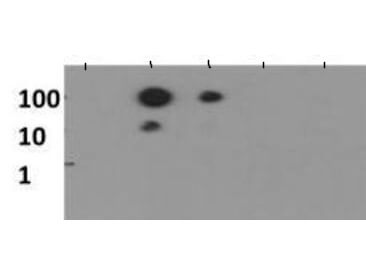 Histone H3 [Monomethyl Lys56] Dot Blot