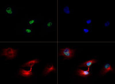 Histone H3 [Trimethyl Lys79] Immunofluorescence