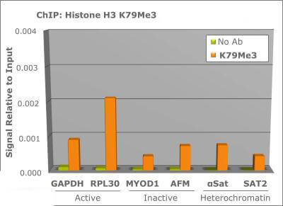 Histone H3 [Trimethyl Lys79] ChIP