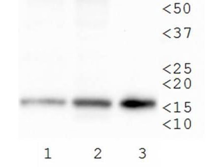 Histone H3 [Trimethyl Lys79] Western Blot