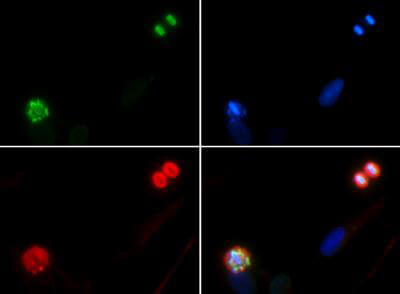 Histone H4 [p Ser1] Immunofluorescence