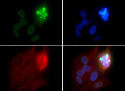 Histone H4 [p Ser1] Immunofluorescence