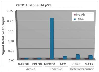 Histone H4 [p Ser1] ChIP