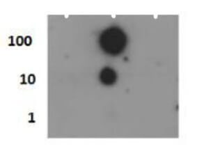 Histone H4 [p Ser1] Dot Blot