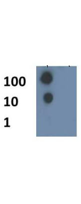 Histone H4 [ac Lys8] Dot Blot