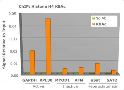 Histone H4 [ac Lys8] ChIP