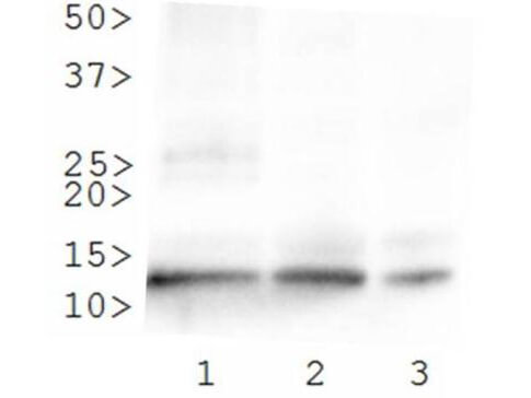 Histone H4 [ac Lys8] Western Blot