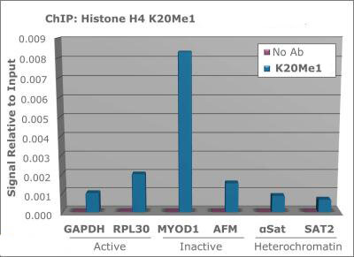 Histone H4 [Monomethyl Lys20] ChIP