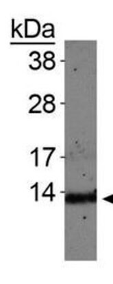 Histone H4 [Monomethyl Lys20] Western Blot