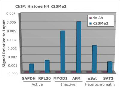 Histone H4 [Dimethyl Lys20] ChIP