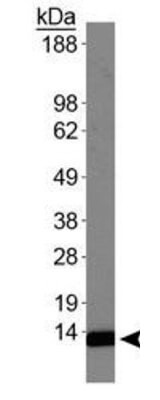 Histone H4 [Dimethyl Lys20] Western Blot