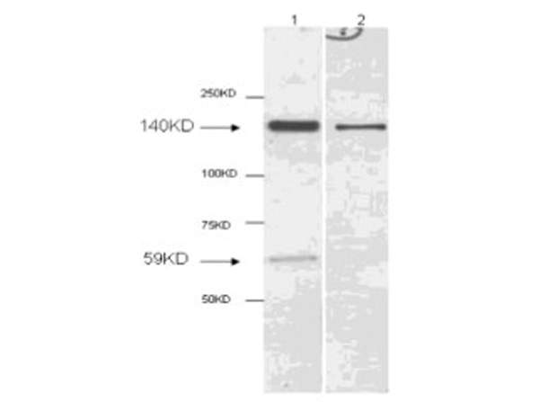 HDAC2 (near C-terminus) Antibody