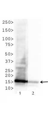 600-401-J98-Anti-Histone-H3-K4Me3_K9Ac western blot