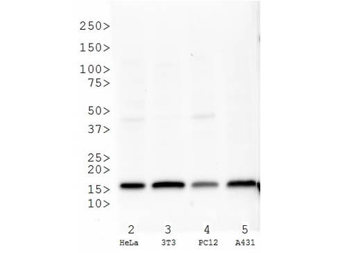 Western Blot of Histone H3 K27me3 Antibody