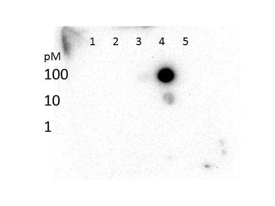 Dot Blot of Histone H3 K27 Me3