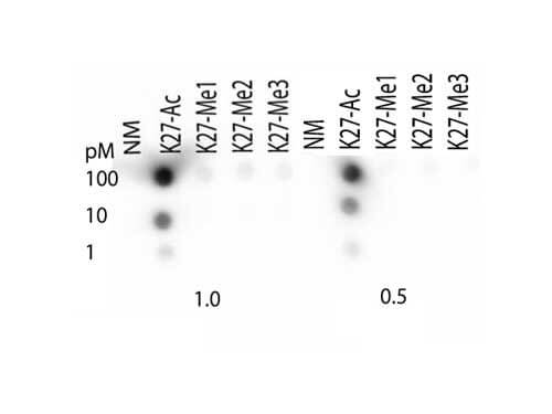 600-401-K00_Histone-H3-K27ac Dot Blot