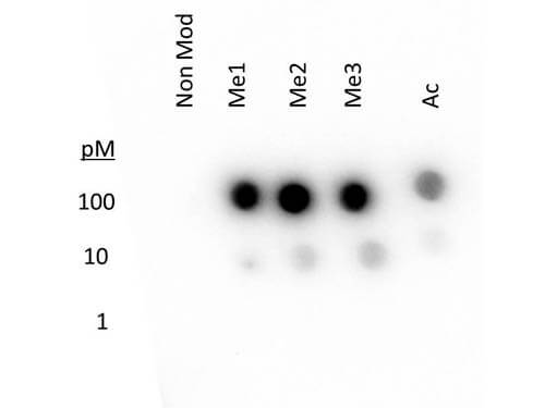 Histone H3 K27 me1-3 Antibody