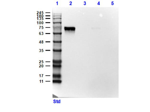 Western Blot of Rabbit Anti-SLC40A1 Antibody