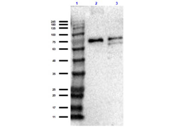 Western Blot of Rb Anti-SLC40A1 Antibody