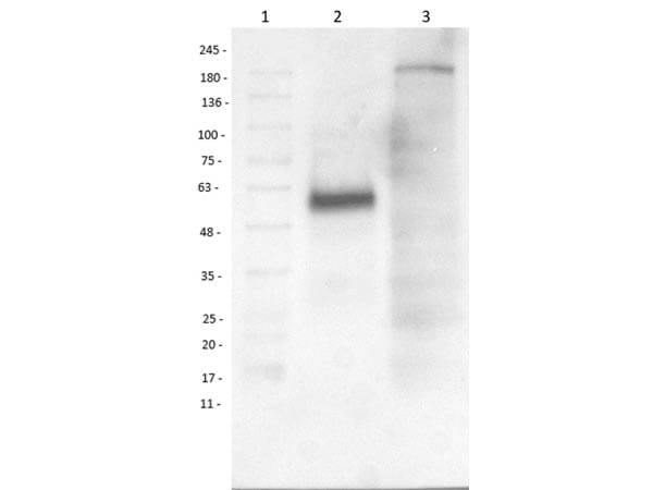 Western Blot of Rabbit Anti-Beta 1 Adrenergic Receptor Antibody