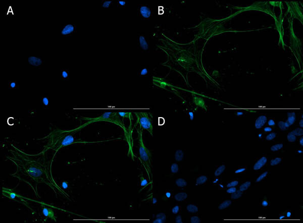 Immunofluorescence of Rabbit Anti-Connexin 43 Antibody