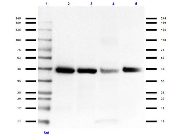 Western Blot of Rabbit Anti-Connexin 43 Antibody