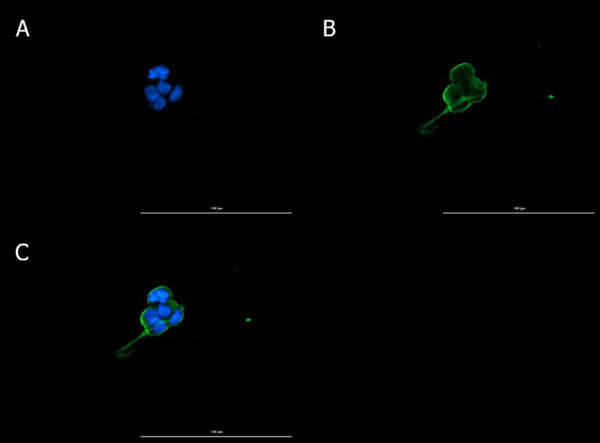 Immunofluorescence of Anti-Connexin 43