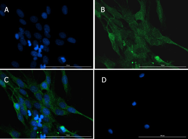 Immunofluorescence of Rabbit Anti-Caspase 12 Antibody