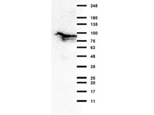 Western Blot of Rabbit Anti-TBK1 Antibody