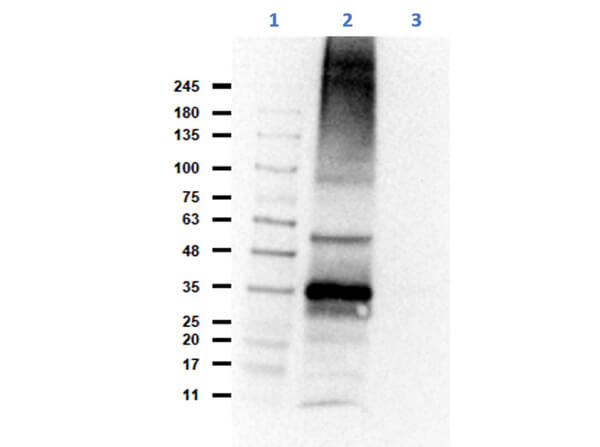 Western Blot of Rabbit Anti-CH25H Antibody