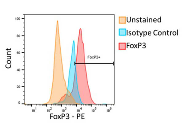 Flow Cytometry of Rabbit Anti-Foxp3 Antibody