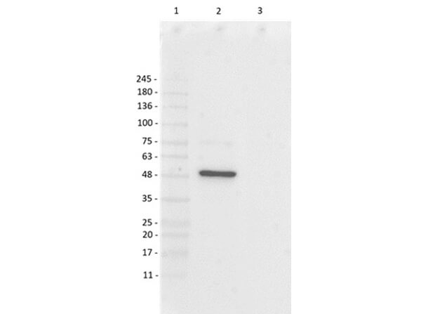 Western Blot of Rabbit Anti-Foxp3 Antibody