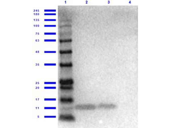 Western Blot of Rabbit Anti-Cxcl1 Antibody