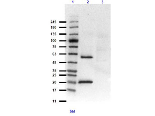 Western Blot of Rabbit Anti-LC3B Antibody